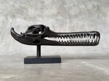 sculptuur, Brown Gharial Crocodile Skull, on custom stand -