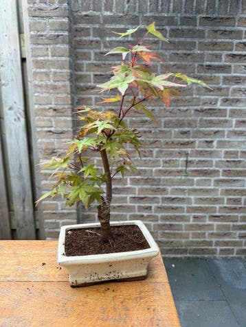Japanese maple bonsai (Acer palmatum) - Hoogte (boom): 35 cm