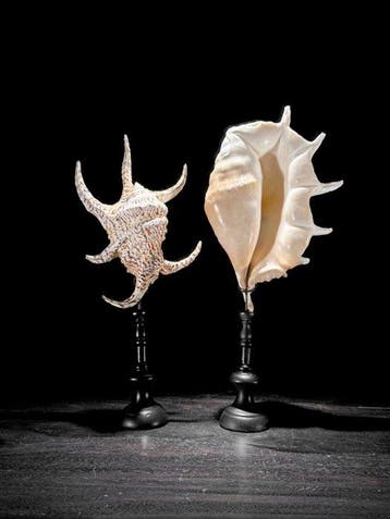 Paar schitterende, ingewikkelde Spider Conch Shell op maat