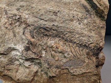 Gedeeltelijk reptielenskelet op originele matrix - Fossiele, Verzamelen, Mineralen en Fossielen