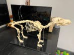 Hond Skelet - Honden skelet - 20 cm - 30 cm - 15 cm - (1), Nieuw
