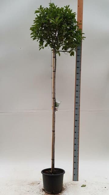 Photinia fraseri Red Robin bolvorm 4/6 180cm stam
