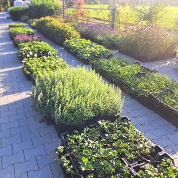 Vaste planten/Bloeiend/Groot aanbod/Tuin/Eigen Kwekerij, Tuin en Terras, Planten | Tuinplanten, Ophalen, Vaste plant