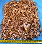 2000 fossiele haaientanden - Fossiele tand (Zonder