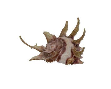 Angaria delphinus (48mm) - Zeldzaam GROTE MAAT -, Antiek en Kunst