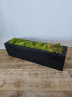Decoratieve plantenbak met mos, zwart, 80 x 20 x 20 cm, Ophalen, Nieuw