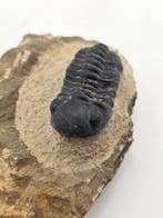 Trilobiet - Gefossiliseerd dier - Reedops Cephalotes - 8 cm, Verzamelen