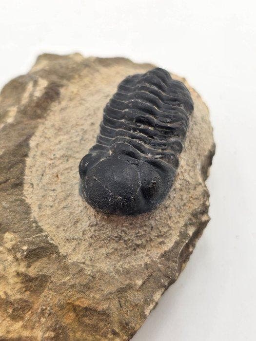 Trilobiet - Gefossiliseerd dier - Reedops Cephalotes - 8 cm, Verzamelen, Mineralen en Fossielen