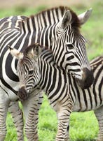 Ravensburger 300 (XXL) - Zebra Liefde, Hobby en Vrije tijd, Nieuw