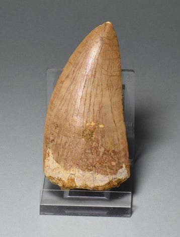 Dinosaurus - Fossiele tand - Carcharodontosaurus saharicus -, Verzamelen, Mineralen en Fossielen