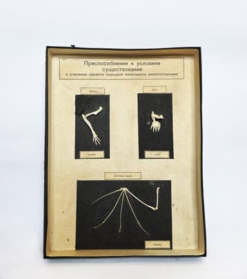 Lesmateriaal - Vintage educatief anatomisch model -, Nieuw