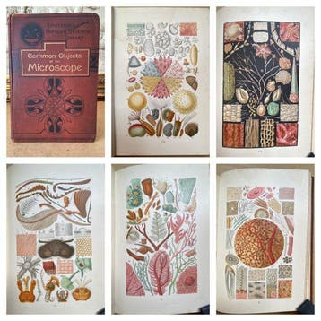 J. G. Wood - Common Objects Of The Microscope. {with 12, Antiek en Kunst