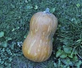 Butternut Valencia flespompoen 50 zaden, Ophalen of Verzenden, Nieuw