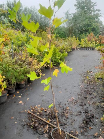 Plataan in pot Platanus hispanica, Ophalen, In pot