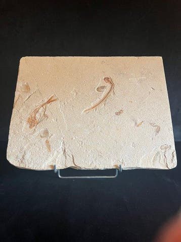 Vis - Fossiel skelet - Multiple fishes - 30 cm - 40.5 cm