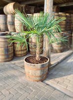 Eikenhouten bloembakken - wijnvat - whiskyvat - plantenbak, Rond, Nieuw, Ophalen of Verzenden, Balkon