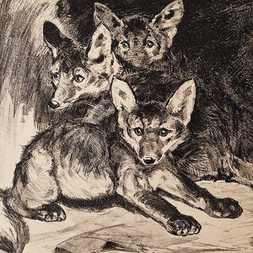 Cornelis Jan Mension (1882 -1950) - Vossen familie / family