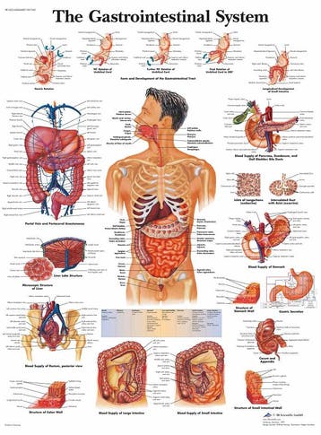 Anatomie poster spijsvertering (gelamineerd, 50x67 cm) +..., Nieuw