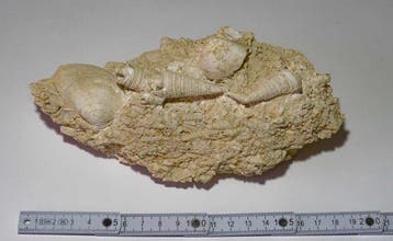 Gastropode - Gefossiliseerde schelp - Tympanatomus