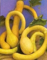 Trombolino D Albenga pompoen basiseenheid, Ophalen of Verzenden, Nieuw
