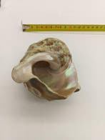 Gros Turbo marmoratus - zonder reserveprijs Zeeschelp -