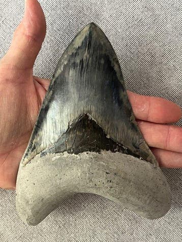 Goliath Megalodon-tand van 15,8 cm (6,22 inch) - Fossiele