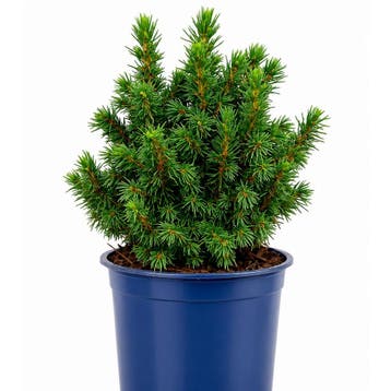 Picea glauca `Alberta Globe` container (P15) Coniferen, Verzenden, Conifeer, Struik