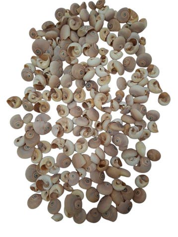 Fayence schelpen 500 gram, Ophalen of Verzenden, Nieuw