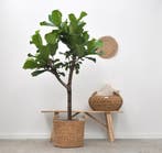 Green Bubble - Ficus lyrata boom -170cm mand jack - D38xH33, Ophalen of Verzenden