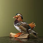 Mandarijneend Taxidermie Opgezette Dieren By Max, Ophalen of Verzenden, Nieuw, Vogel, Opgezet dier