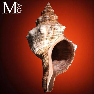 Trapezium Paardenconus zeeschelp - Hoogte: 190 mm - Breedte:, Nieuw