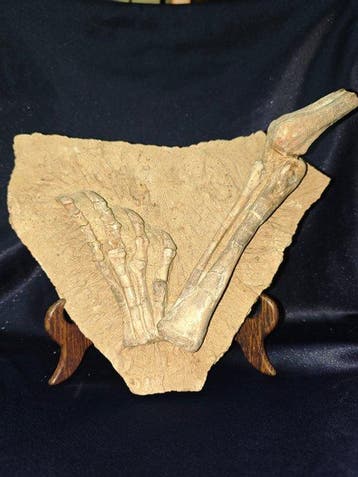 Fossiel bot - Psittacosaurus Hindlimb & Pes Fossil - 26 cm