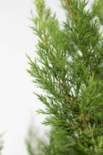 Cipres Cupressocyparis leylandii 2001 Haag 150-175 Kluit, Tuin en Terras, Planten | Struiken en Hagen