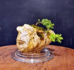 Jeneverbes bonsai (Juniperus) - Hoogte (boom): 10 cm -
