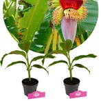 Musa sikkimensis Red Tiger + pot 13cm 2 pcs, Tuin en Terras, Verzenden, Volle zon