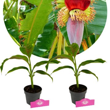 Musa sikkimensis Red Tiger + pot 13cm 2 pcs, Tuin en Terras, Verzenden, Volle zon