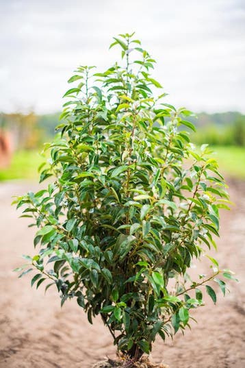 Prunus lusitanica Angustifolia 80-100 kluit. Laurier., Ophalen, Laurier, Haag, Minder dan 100 cm
