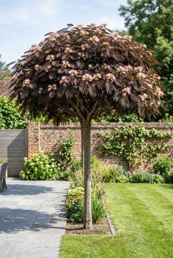 Albizia julibrissin Summer Chocolate op stam 80 cm C7,5
