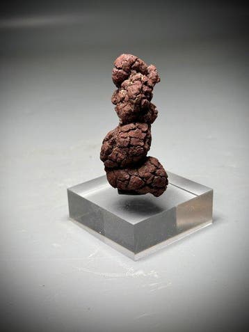 Monsterfossiel poep- - Fossiel fragment - Coprolite- Large