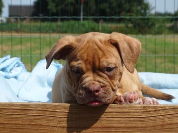 Old English Bulldog pups! Mogen mee!, Parvo, Nederland, 8 tot 15 weken, Bulldog