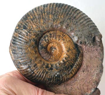 Ammonieten met kleurrijke suturelijnen - Gefossiliseerde