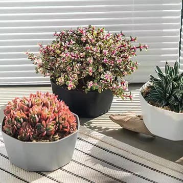 Bloempot met Bodembak – Kunststof Plantenpot voor Binnen, Tuin en Terras, Bloempotten, Verzenden, Nieuw