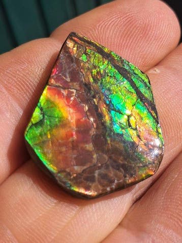 Ammoliet - Fossiel fragment - Placenticeras - 3.3 cm - 2.6