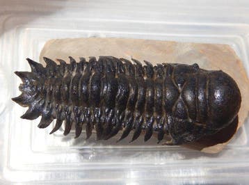 Trilobiet - Fossiel skelet - Crotalocephalus gibbus - 11 cm