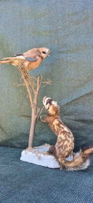 Zorille gemarmerd en gaai Taxidermie wandmontage - Vormela, Nieuw