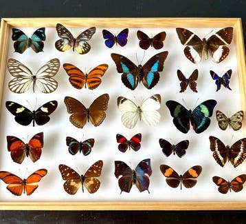 Compleet lot van 25 kleurrijke exotische dagvlinders, Nieuw