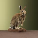 Konijn Taxidermie Opgezette Dieren By Max, Ophalen of Verzenden, Nieuw, Wild dier, Opgezet dier