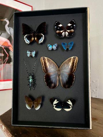 Vlinder Taxidermie volledige montage - Lepidoptera - 39 cm -, Nieuw
