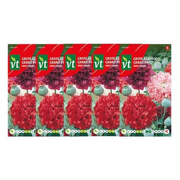 Klaprooszaad | VT | 5 stuks (Groot), Verzenden