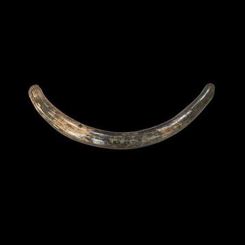 Wolharige mammoet - Fossiele tanden - 120 cm